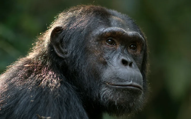 Chimpanzee Trekking in Gishwati-Mukura National Park, Gishwati-Mukura National Park, primate safaris in rwanda, gorilla trekking in rwanda, chimpanzee trekking in rwanda, gorillas in Rwanda, chimpanzee treks with gorilla trek, rwanda safaris and tours, 10 Days Rwanda Gorilla Trek, Uganda chimpanzees and Golden Monkey Trekking