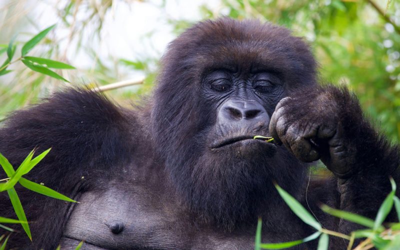 9 Days Rwanda Tour & Uganda Gorilla Trekking