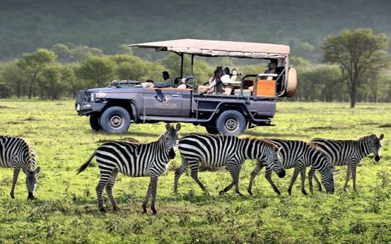 Wildlife Safaris in Rwanda, uganda tourism, Big 5 Safaris in Uganda, Ultimate Wildlife Safari Guide 2026, big five safaris in uganda, uganda big five, 5 Days Rwanda Gorilla Trek & Uganda Big Five Safari