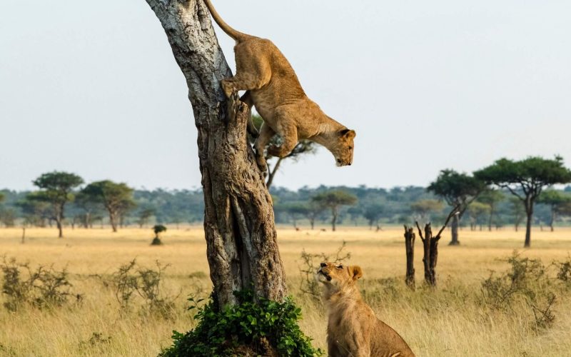 queen elizabeth national park, tree-climbing lions of ishasha, ishasha in queen elizabeth, Big Five safaris in Uganda, Uganda wildlife safari, Uganda safari tours, Uganda Big Five tour, Murchison Falls safari, Queen Elizabeth National Park safari, Uganda national parks, Uganda wildlife holidays, Uganda safari packages, African Big Five safari, Uganda game drives, Uganda luxury safari, Uganda budget safari, Uganda family safari, Uganda honeymoon safari, Uganda wildlife adventure, Uganda safari holidays, Rhino tracking Uganda, Ziwa Rhino Sanctuary, Tree climbing lions Uganda, African elephants Uganda, Leopard safari Uganda, Buffalo safari Uganda, Lion safari Uganda, Uganda wildlife photography, Uganda safari itinerary, Uganda guided safari, Uganda safari lodges, Uganda safari accommodation, Uganda birdwatching safari, Uganda wildlife conservation, Uganda eco tourism, Uganda safari experience, Uganda travel guide, Best safari in Uganda, Uganda safari cost, Uganda safari deals, Uganda safari holidays package, Gorilla and Big Five safari, Chimpanzee and wildlife safari, Bwindi gorilla trekking, Kibale chimpanzee trekking, Wildlife viewing Uganda, Uganda safari destinations, East Africa safari, Uganda adventure tours, Uganda safari vacation, Uganda private safari, Uganda tailor-made safari, Uganda safari company, Uganda wildlife parks, Uganda safari experts, Uganda game viewing, Uganda safari planning, Uganda safari guide, Best time for Uganda safari, Uganda wildlife tour operator, Uganda safari booking, Uganda safari travel, African wildlife tours.