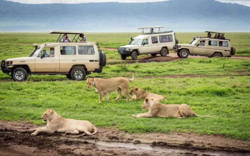 big five safaris in rwanda, big 5 in rwanda, safaris in akagera national park, Uganda Tourism, Big Five safaris in Uganda, Uganda wildlife safari, Uganda safari tours, Uganda Big Five tour, Murchison Falls safari, Queen Elizabeth National Park safari, Uganda national parks, Uganda wildlife holidays, Uganda safari packages, African Big Five safari, Uganda game drives, Uganda luxury safari, Uganda budget safari, Uganda family safari, Uganda honeymoon safari, Uganda wildlife adventure, Uganda safari holidays, Rhino tracking Uganda, Ziwa Rhino Sanctuary, Tree climbing lions Uganda, African elephants Uganda, Leopard safari Uganda, Buffalo safari Uganda, Lion safari Uganda, Uganda wildlife photography, Uganda safari itinerary, Uganda guided safari, Uganda safari lodges, Uganda safari accommodation, Uganda birdwatching safari, Uganda wildlife conservation, Uganda eco tourism, Uganda safari experience, Uganda travel guide, Best safari in Uganda, Uganda safari cost, Uganda safari deals, Uganda safari holidays package, Gorilla and Big Five safari, Chimpanzee and wildlife safari, Bwindi gorilla trekking, Kibale chimpanzee trekking, Wildlife viewing Uganda, Uganda safari destinations, East Africa safari, Uganda adventure tours, Uganda safari vacation, Uganda private safari, Uganda tailor-made safari, Uganda safari company, Uganda wildlife parks, Uganda safari experts, Uganda game viewing, Uganda safari planning, Uganda safari guide, Best time for Uganda safari, Uganda wildlife tour operator, Uganda safari booking, Uganda safari travel, African wildlife tours.