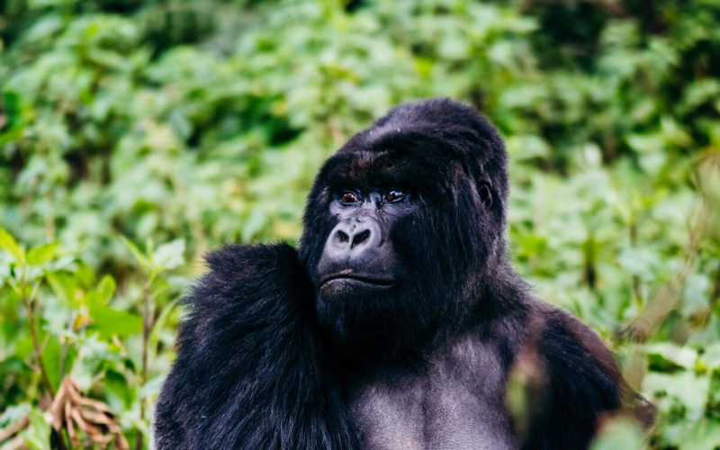 bwindi impenetrable, Guide to Mountain Gorilla Trekking in Rwanda and Uganda, national park, Gorilla Habituation Experience in the Rushaga sector, 2 Days Gorilla Trekking in Volcanoes National Park, 1 Day Gorilla Trekking in Rwanda