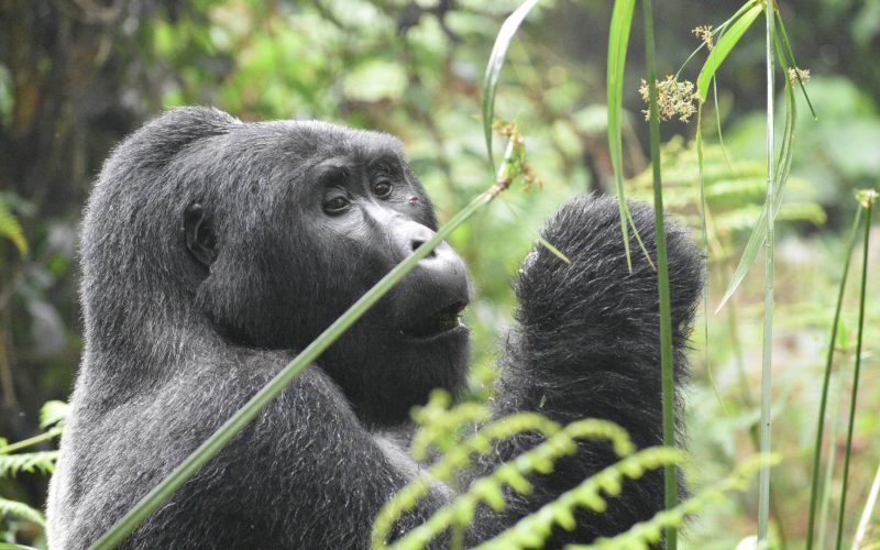 2 Days Gorilla Trekking in Volcanoes National Park, 1 Day Gorilla Trekking in Rwanda