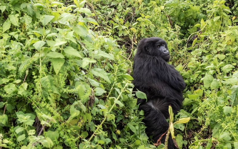 3 Days Uganda Gorilla Trek in Mgahinga from Kigali, Gorilla Habituation Experience in the Rushaga sector, Gorilla Permit Booking in Rwanda and Uganda, Complete Guide for Travelers in Rwanda and uganda