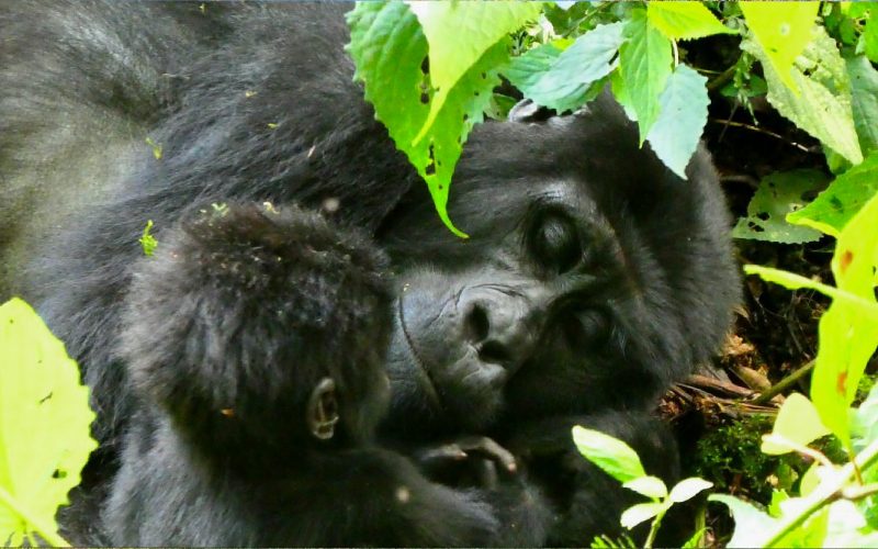 3 Days Uganda Gorilla Trek in Mgahinga from Kigali